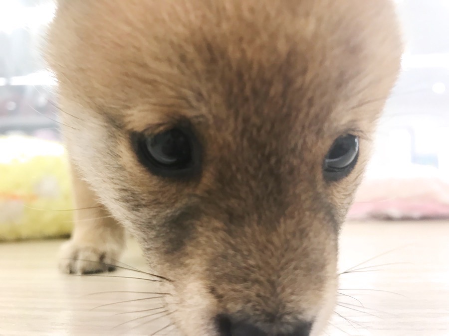 日本豆柴協会 | 豆柴 柴犬 （014228） - ペットショップ マルワン東日暮里 東京都荒川区