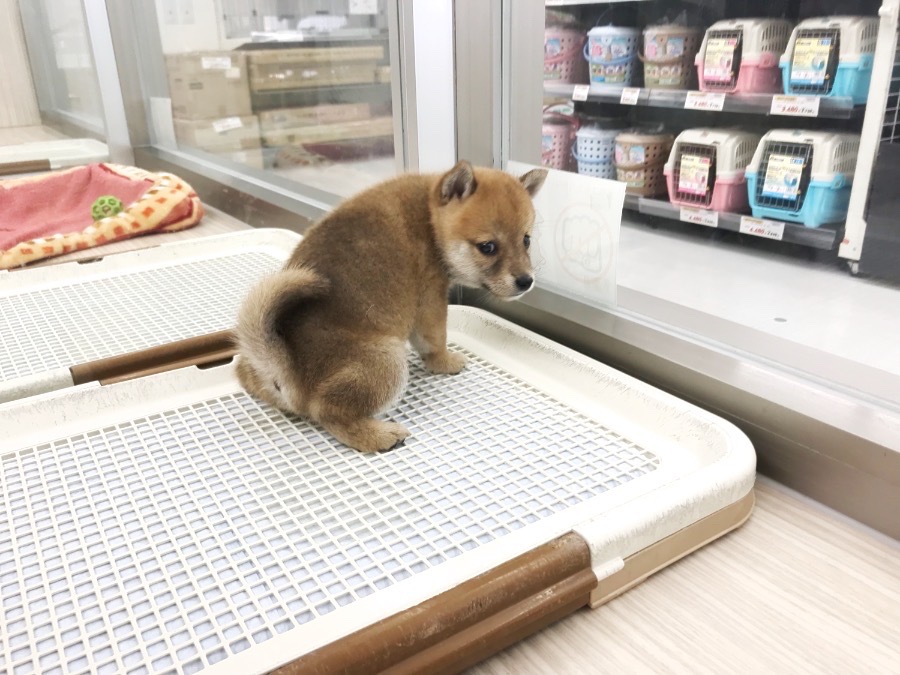 自らおトイレに駆け込む天才っぷり | 豆柴 柴犬 （014228） - ペットショップ マルワン東日暮里 東京都荒川区
