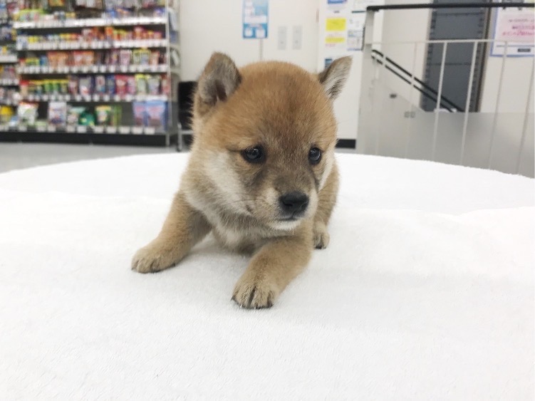  | 豆柴 柴犬 （014228） - ペットショップ マルワン東日暮里 東京都荒川区