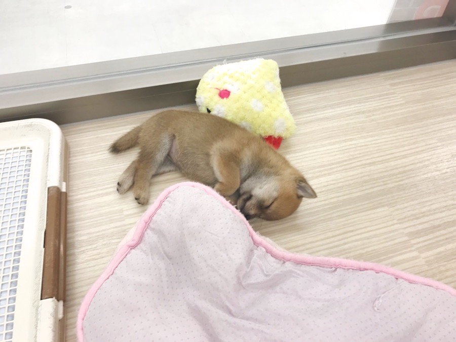 豆柴 柴犬 （014228） - ペットショップ マルワン東日暮里 東京都荒川区