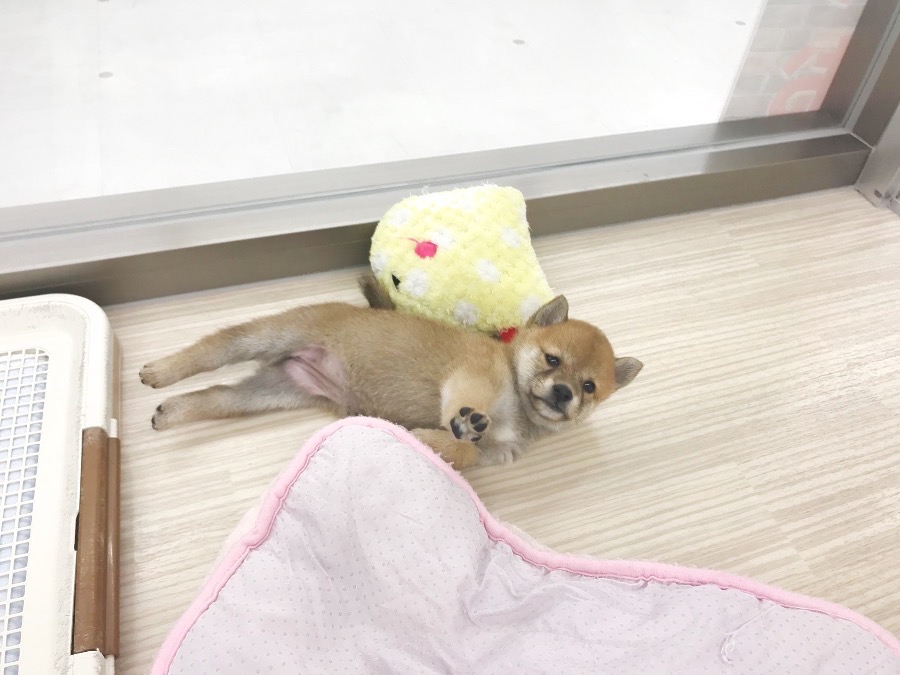寝起きの伸び方も可愛い | 豆柴 柴犬 （014228） - ペットショップ マルワン東日暮里 東京都荒川区