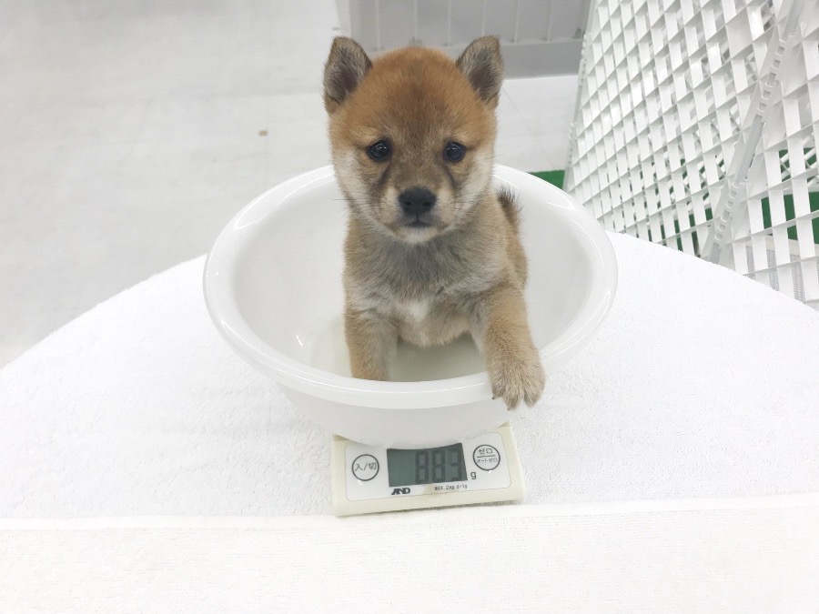 ２か月齢で880g台 | 豆柴 柴犬 （014228） - ペットショップ マルワン東日暮里 東京都荒川区