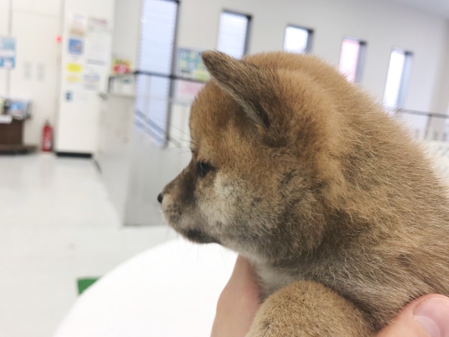 お顔の可愛さ 写真で語ります！ | 豆柴 柴犬 （014228） - ペットショップ マルワン東日暮里 東京都荒川区