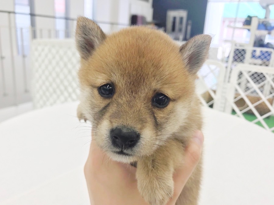 お顔の可愛さ 写真で語ります！ | 豆柴 柴犬 （014228） - ペットショップ マルワン東日暮里 東京都荒川区