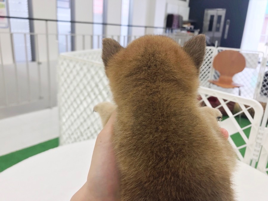 お顔の可愛さ 写真で語ります！ | 豆柴 柴犬 （014228） - ペットショップ マルワン東日暮里 東京都荒川区