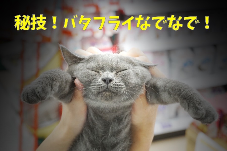 変顔名人 | ブリティッシュショートヘア (119108) - ペットショップ マルワン梅島 東京都足立区