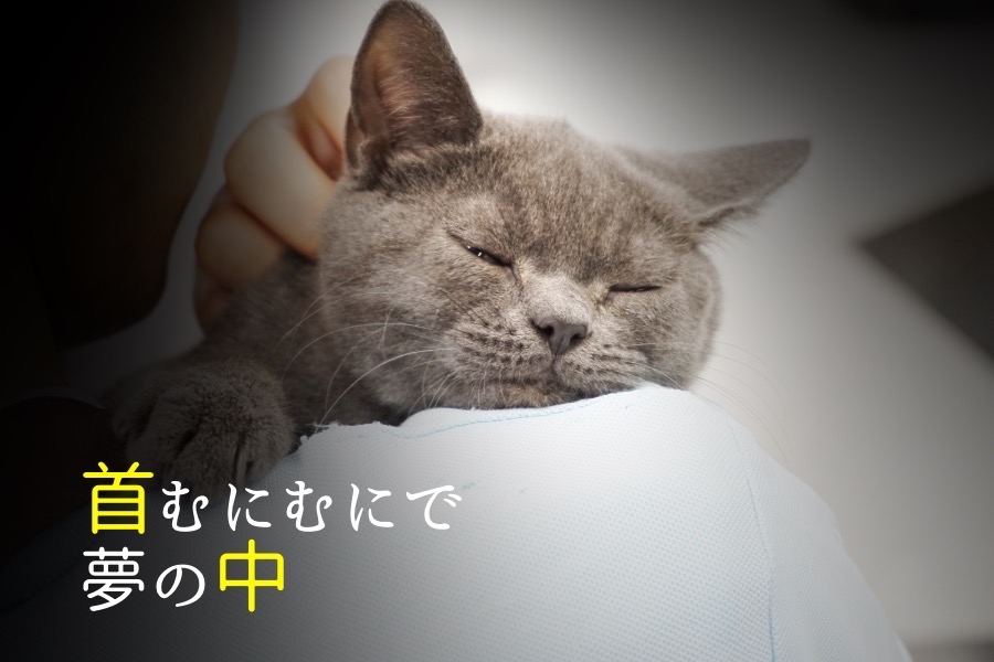 気持ちが広い温厚ブリちゃま | ブリティッシュショートヘア (119108) - ペットショップ マルワン梅島 東京都足立区