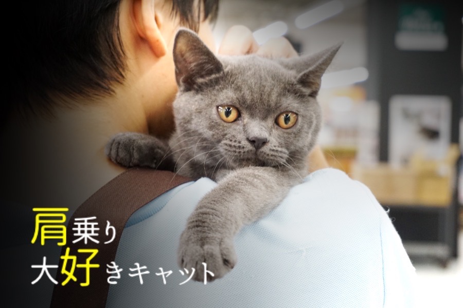 少々活気のある梅島店の店頭 | ブリティッシュショートヘア (119108) - ペットショップ マルワン梅島 東京都足立区