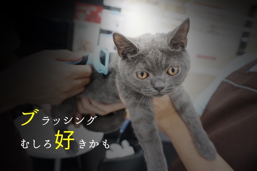 ブラッシング | ブリティッシュショートヘア (119108) - ペットショップ マルワン梅島 東京都足立区