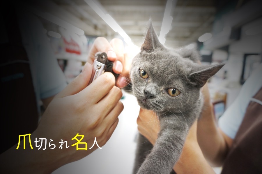 爪切り | ブリティッシュショートヘア (119108) - ペットショップ マルワン梅島 東京都足立区