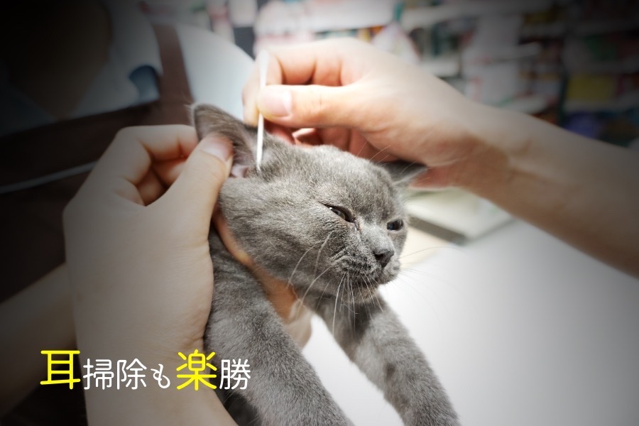 耳掃除 | ブリティッシュショートヘア (119108) - ペットショップ マルワン梅島 東京都足立区