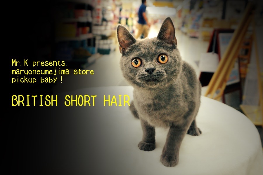 【 ブリティッシュショートヘア 】至極の丸顔と豊かな表情!3つのオススメポイントでご紹介!:Mr.Kオススメ厳選ニャンコ!〜マルワン梅島店編〜