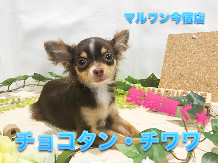 【 チョコタン チワワ 】生後6ヶ月で驚きの1.4kg！極小サイズほぼ確定のイケメンは甘えんBOY！：ペットショップマルワン今宿店（横浜市）｜子犬情報！NO.120110