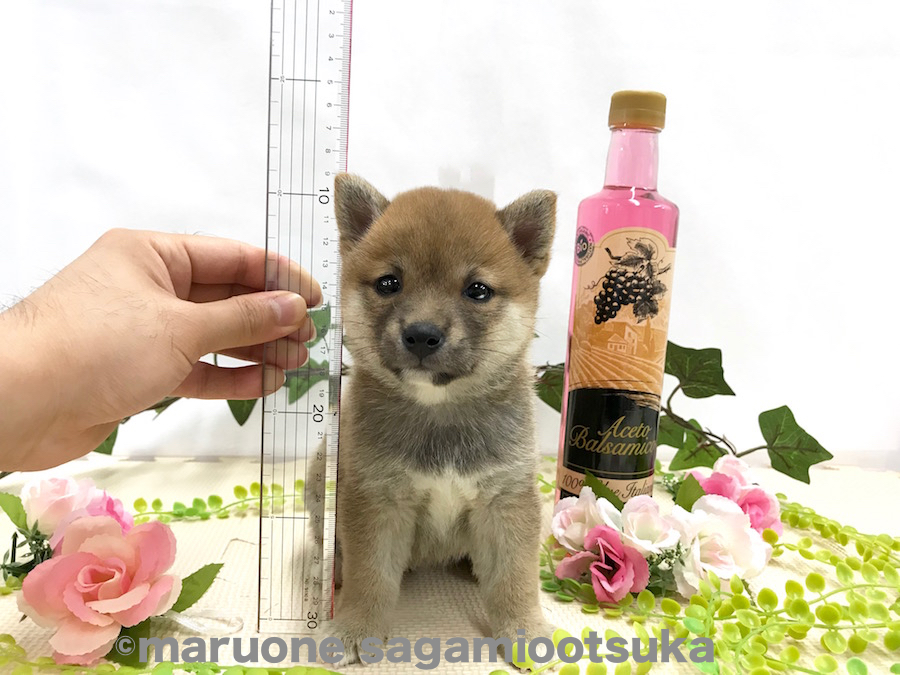 身体測定 | 豆柴 柴犬 （814474） - ペットショップ マルワン相模大塚 神奈川県大和市
