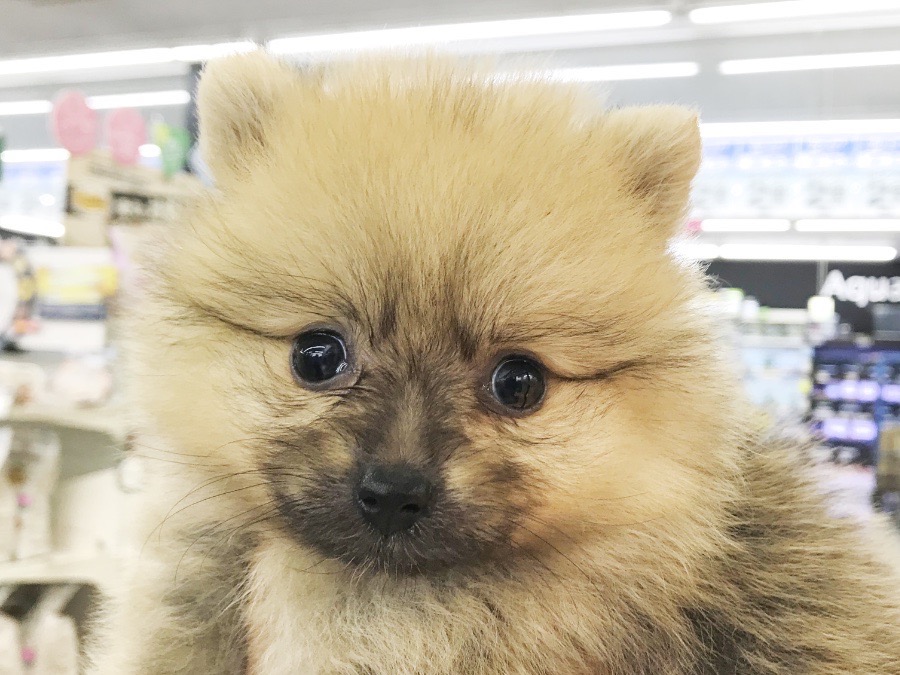 小さめプリンスのポメちゃん | ポメラニアン (117161) - ペットショップ マルワン鎌ヶ谷 千葉県鎌ヶ谷市北初富