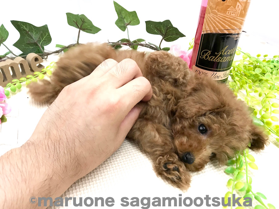 お腹を撫でて | ティーカップ・プードル （814473） - ペットショップ マルワン相模大塚 神奈川県大和市