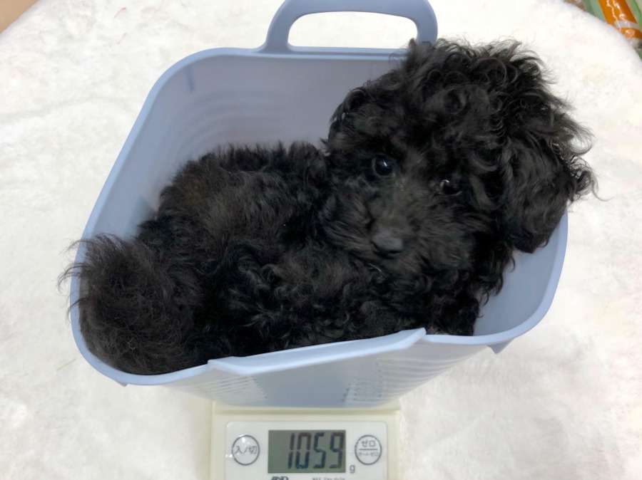 3ヶ月齢で驚異の1.06Kg | トイ・プードル (119122) - ペットショップ マルワン梅島 東京都足立区