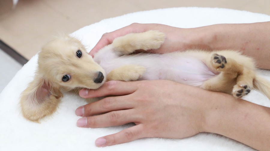 へそ天も余裕！ | カニンヘン・ダックスフント （119123） - ペットショップ マルワン梅島 東京都足立区