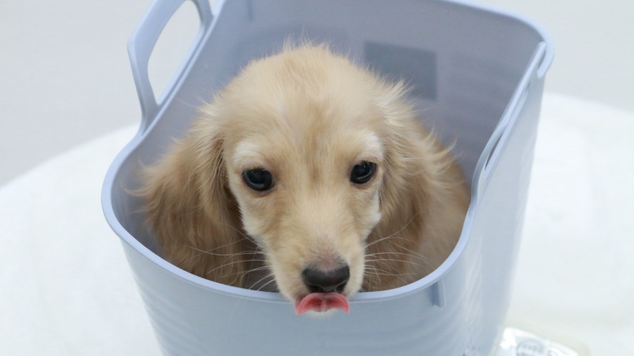 計測中も大人しい | カニンヘン・ダックスフント （119123） - ペットショップ マルワン梅島 東京都足立区