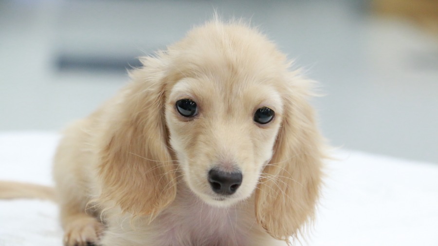 垂れ目でおっとりとしているような感じがたまらない | カニンヘン・ダックスフント （119123） - ペットショップ マルワン梅島 東京都足立区