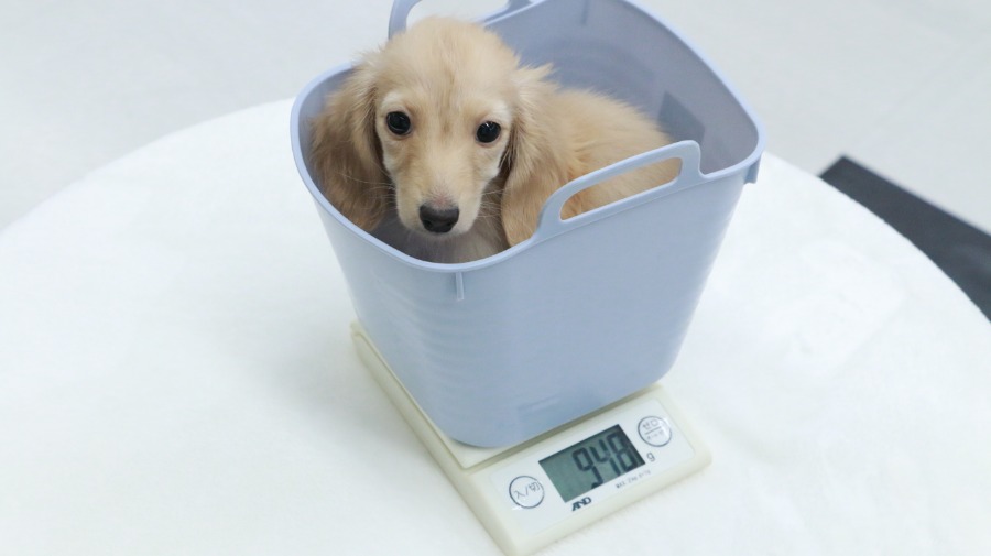 生後90日で948g | カニンヘン・ダックスフント （119123） - ペットショップ マルワン梅島 東京都足立区