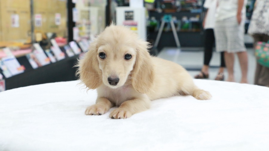 キューティーフェイス | カニンヘン・ダックスフント （119123） - ペットショップ マルワン梅島 東京都足立区