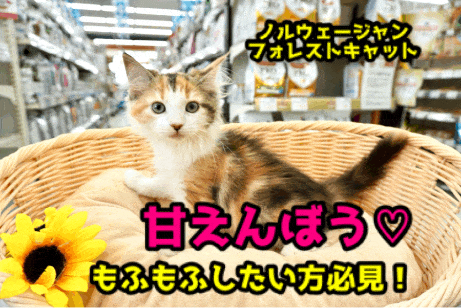 【 ノルウェージャンフォレストキャット 】究極の甘ったれちゃん!!「大好き♥」の気持ちが止まらない!サイレントニャー発動中!!：ペットショップマルワン大倉山店（横浜市）｜子猫情報！No.6130723