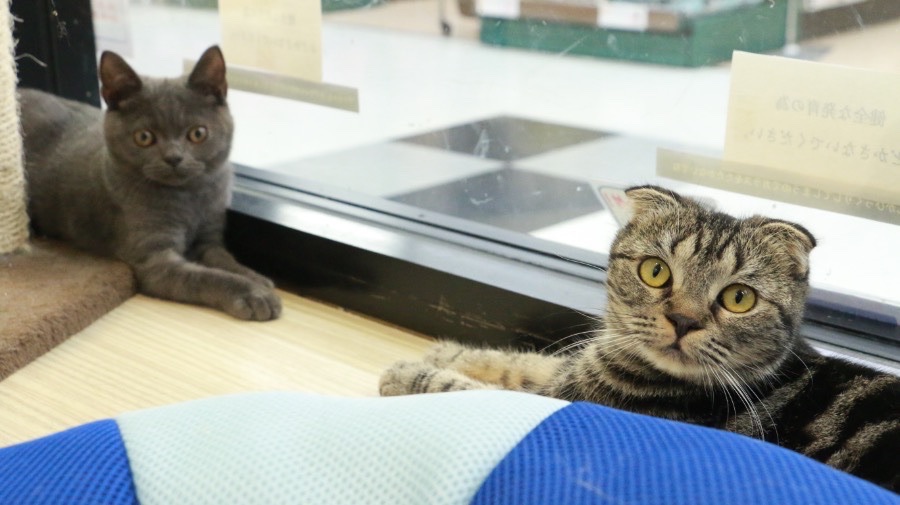 別のねこちゃんとも喧嘩せず仲良く遊べる社交性の高さ | スコティッシュ・フォールド （119088） - ペットショップ マルワン梅島 東京都足立区