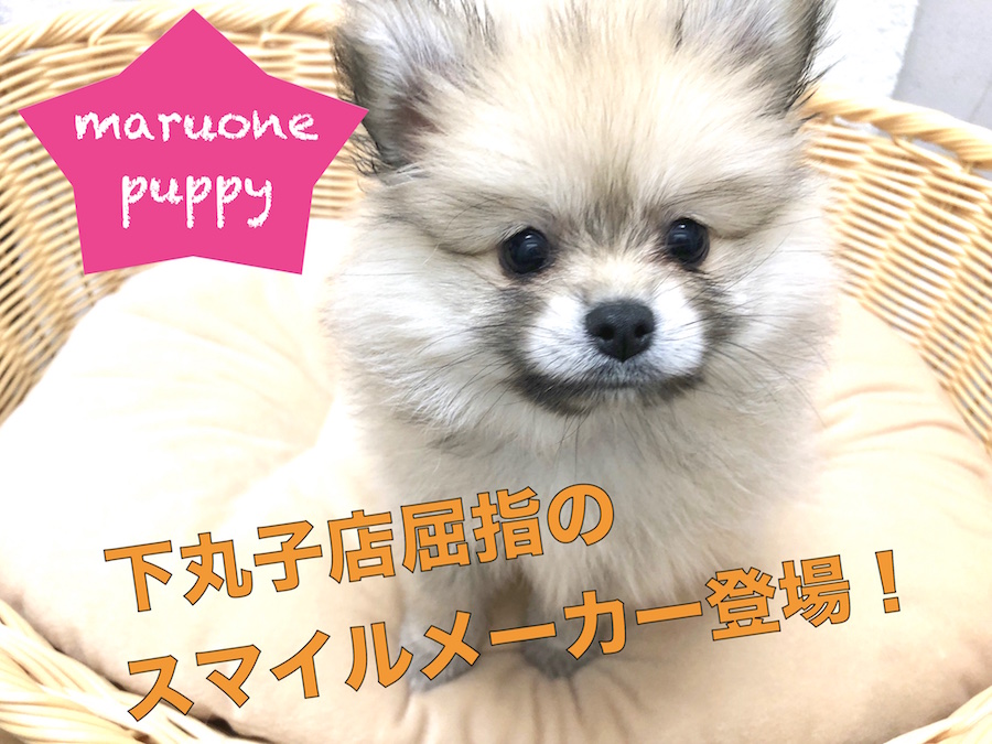 【 ポメラニアン 】究極の癒し系たぬきポメ！可愛さ破壊力は半端ないって！ ペットショップ マルワン下丸子店( 東京都 大田区 ) オススメ子犬情報！No.116265