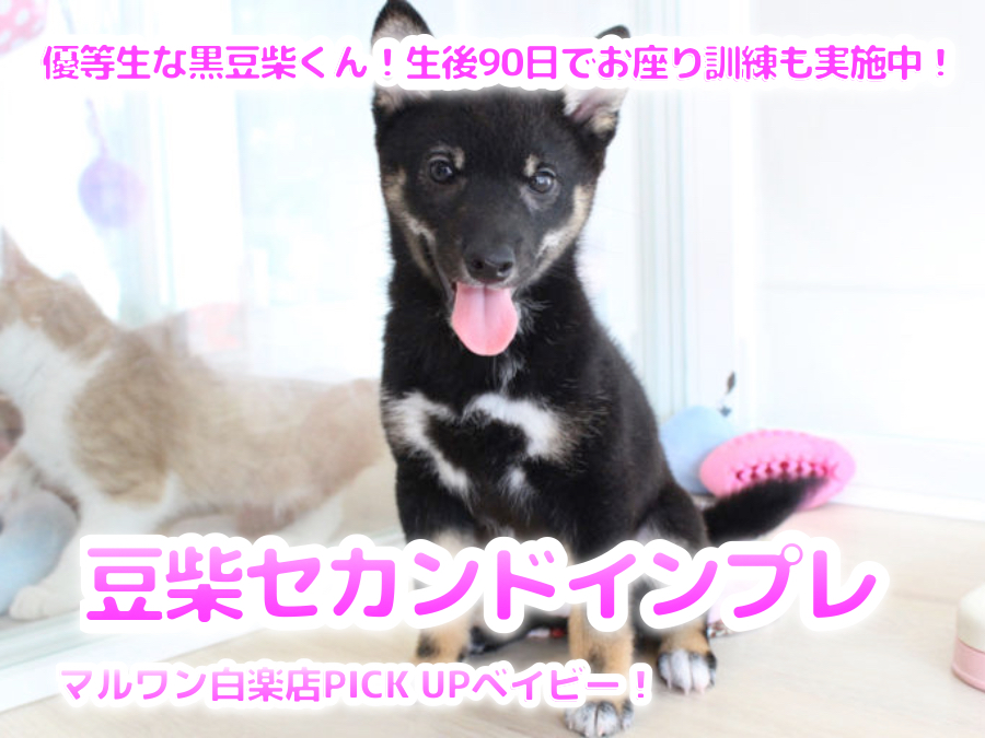 【 黒豆柴 】優等生な黒豆柴くん！生後90日でお座り訓練も実施中！セカンドインプレ！ ペットショップ マルワン白楽店（横浜市）│子犬情報!No.11579