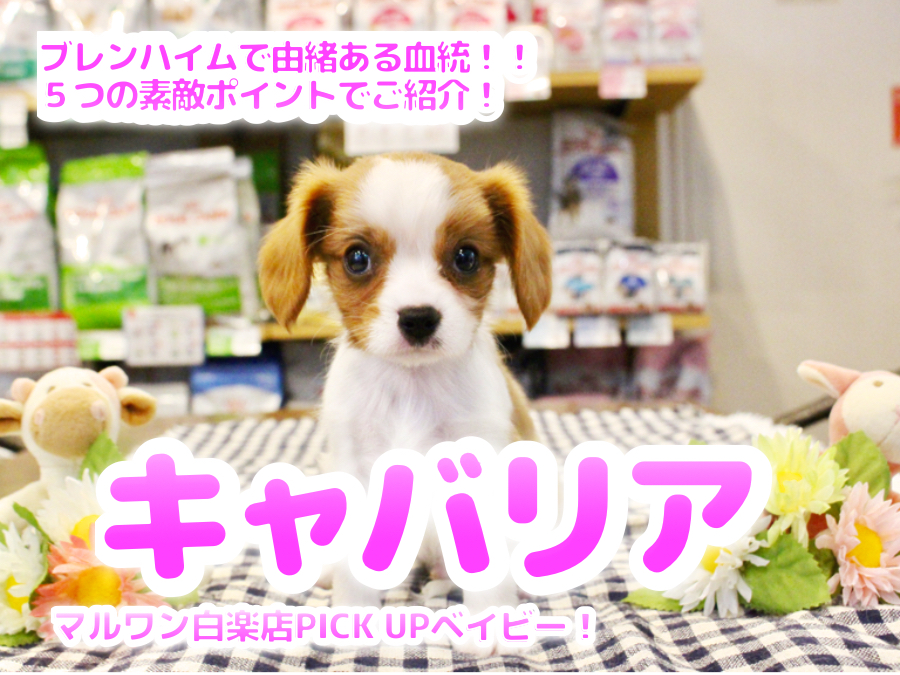 【両親チャンピオン ・ キャバリア 】ブレンハイムで由緒ある血統！！５つの素敵ポイントでご紹介！ ペットショップ マルワン白楽店（ 横浜市 ） 子犬情報No.11585