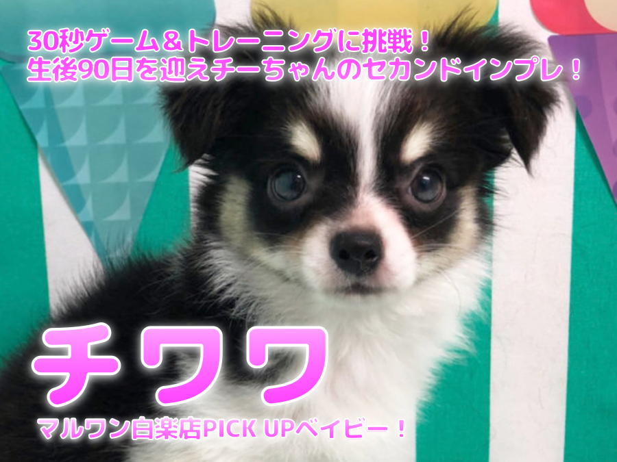【 チワワ 】30秒ゲーム＆トレーニングに挑戦！生後90日を迎えチーちゃんのセカンドインプレ！:ペットショップマルワン白楽店（横浜市）│子犬情報No,11571