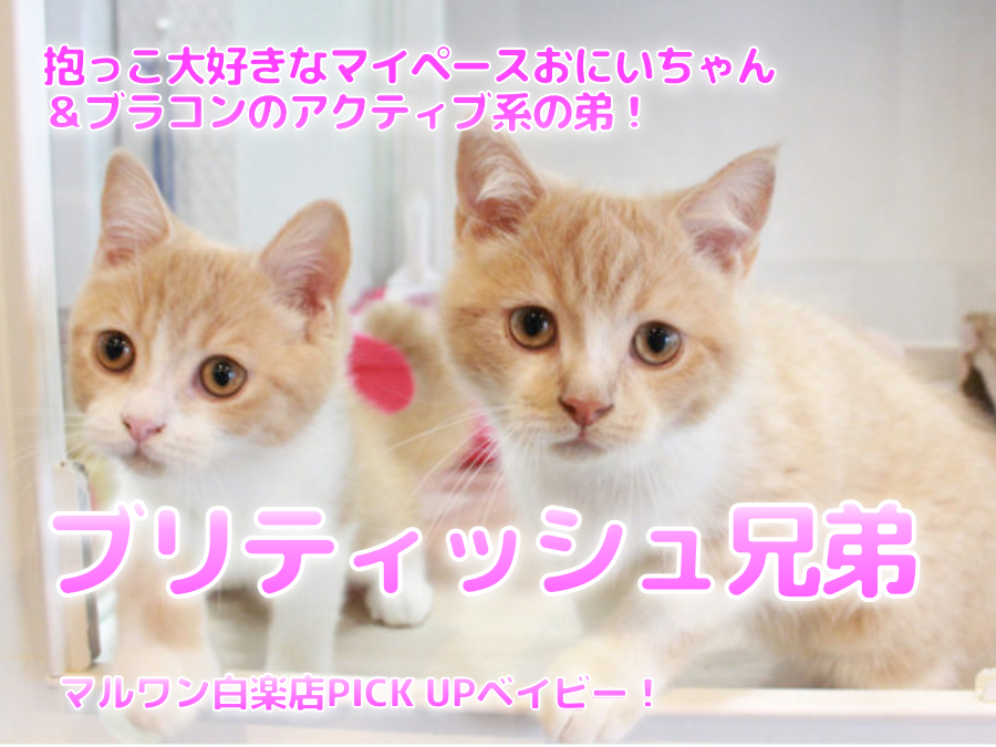 【 ブリティシュショートヘア 】抱っこ大好きなマイペースおにいちゃん＆ブラコンのアクティブ系の弟！生後90日のセカンドインプレ！ ペットショップ マルワン白楽店 （ 横浜市 ） 子猫情報 No.11572＆11573