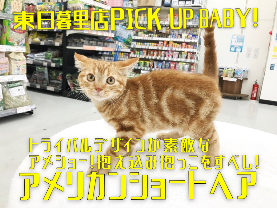 【 アメリカンショートヘア 】トライバルデザイン が素敵なアメショー！抱え込み抱っこをすべし！ Mr.K厳選ニャンコ！〜マルワン東日暮里店編（ 東京都 荒川区 ）〜