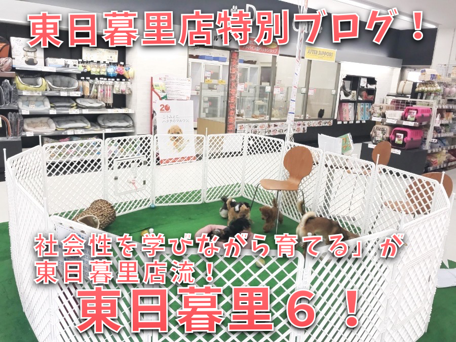【 社会性トレーニング 】「社会性を学びながら育てる」が東日暮里店流！ ： ペットショップマルワン東日暮里店特別ブログ