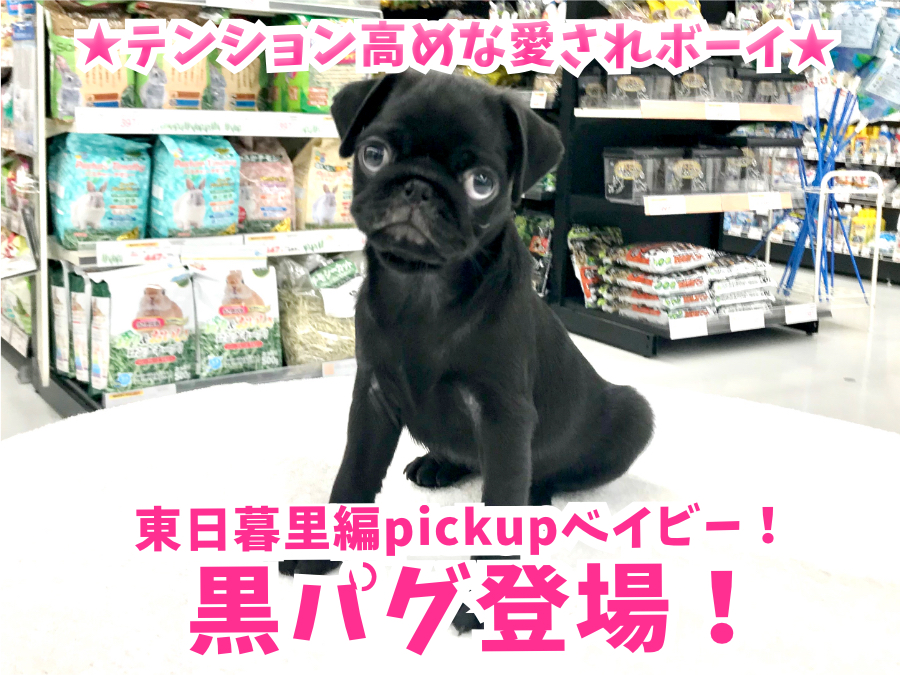 【くろパグ】希少黒パグ登場！テンション高めな愛されボーイ☆ ペットショップ マルワン東日暮里店( 東京都荒川区 )子犬情報No.014229