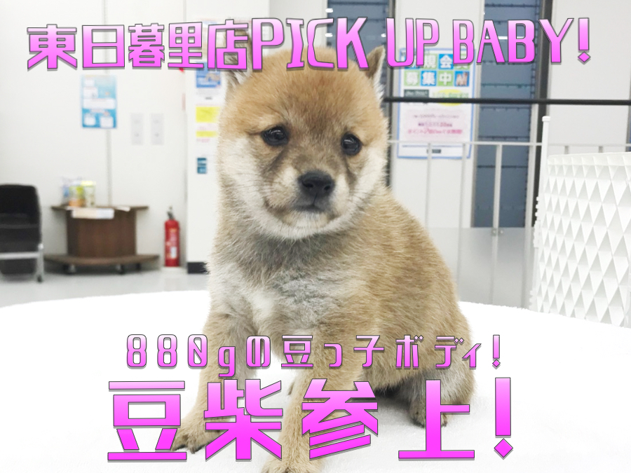 【 豆柴犬 】マグカップ柴！？驚異の880g台の豆っこボディを直撃！：ペットショップマルワン東日暮里店(東京都荒川区)｜子犬情報No014228