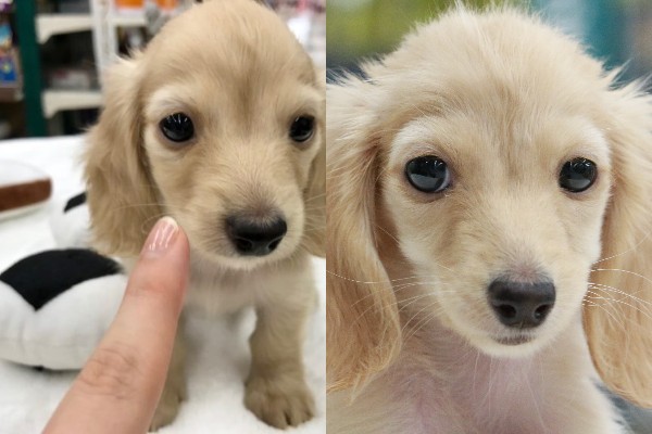 短いマズルの中には可愛さがたっぷり | カニンヘン・ダックスフント （119123） - ペットショップ マルワン梅島 東京都足立区