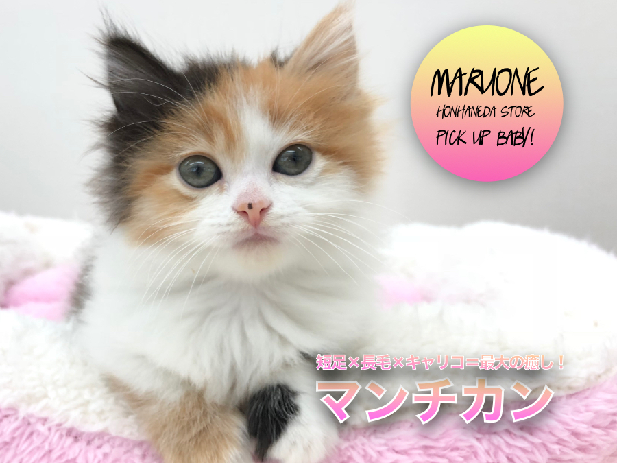 【 マンチカン 】今大人気！短足×長毛×キャリコ＝最大の癒し！！！甘えん坊のプリティガール♡ ペットショップ マルワン本羽田店（ 東京都大田区 ）子犬情報！ No.512554