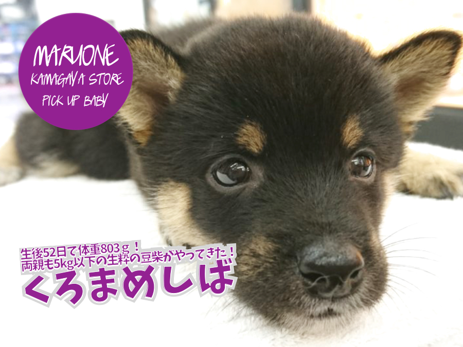 【 くろまめしば 】生後52日で体重803ｇ！両親も5kg以下の生粋の豆柴がやってきた！ ペットショップ マルワン鎌ヶ谷店 子犬情報No.117162