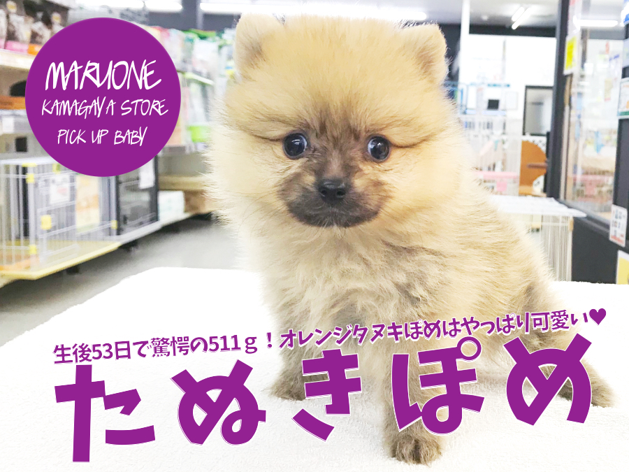 【小さめポメラニアン】生後53日で驚愕の511ｇ！オレンジタヌキぽめはやっぱり可愛い♡ ペットショップ マルワン鎌ヶ谷店（ 千葉県鎌ケ谷市 ） 子犬情報 No.117161