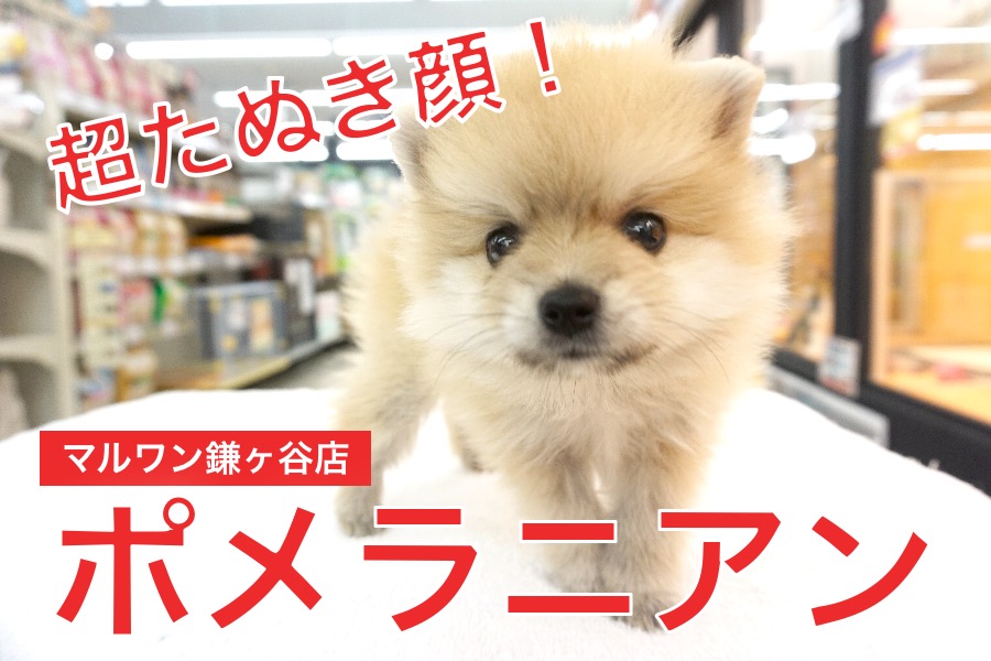 【 たぬきポメ 】超が付くほどタヌキ顔！千葉県No．1のポメラニアンがやってきた♪：ペットショップマルワン鎌ヶ谷店（千葉県鎌ケ谷市）｜子犬情報No.117159