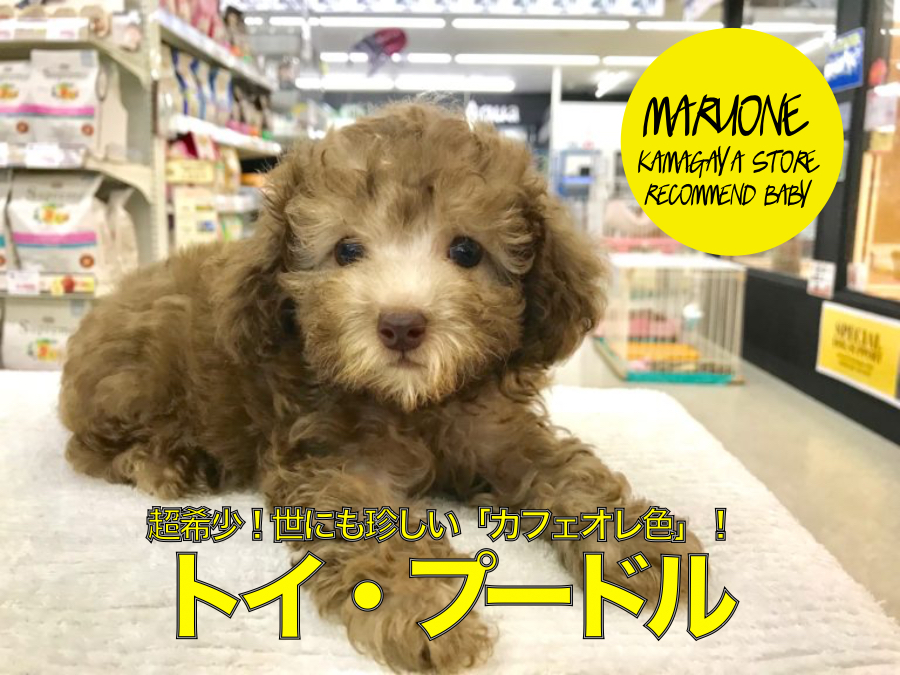 【 カフェオレ トイ・プードル 】超希少！世にも珍しい「カフェオレ色」のカーリーベイビーがやってきた！ ペットショップ マルワン鎌ヶ谷店（ 千葉県 鎌ケ谷市 ）｜オススメ 子犬情報 No.117160