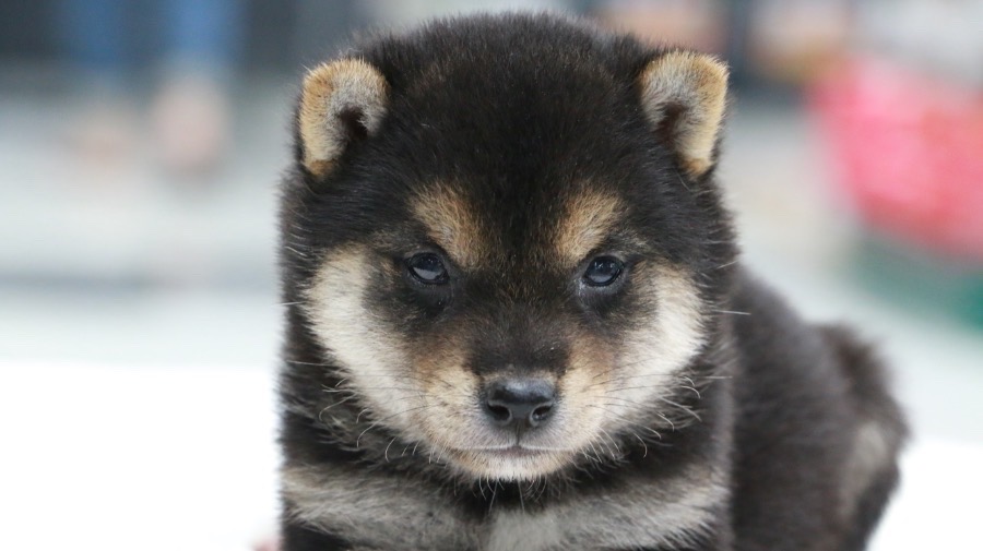  | 極小 豆柴 柴犬 （119124） - ペットショップ マルワン梅島 東京都足立区