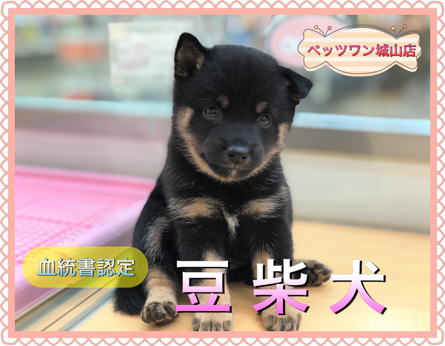 【 黒豆柴 】ご家族決定率爆速中！新しくやってきた豆ちゃんを３つのポイントでご紹介！ ペットショップ ペッツワン城山店 (神奈川県相模原市) 子犬情報 NO.118264