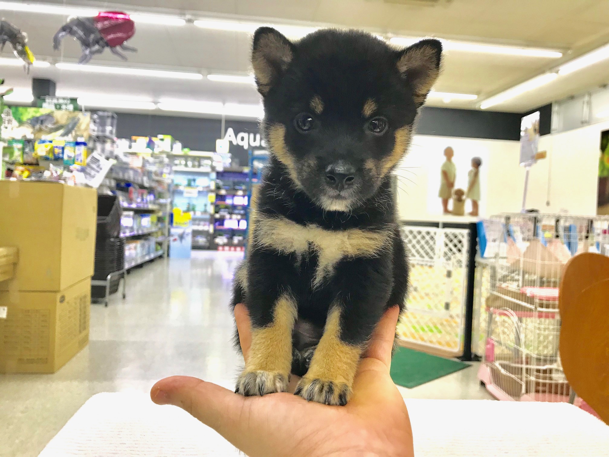 手のひらにだって乗れちゃう♡ | 豆柴 柴犬 （117162） - ペットショップ マルワン鎌ヶ谷 千葉県鎌ヶ谷市北初富