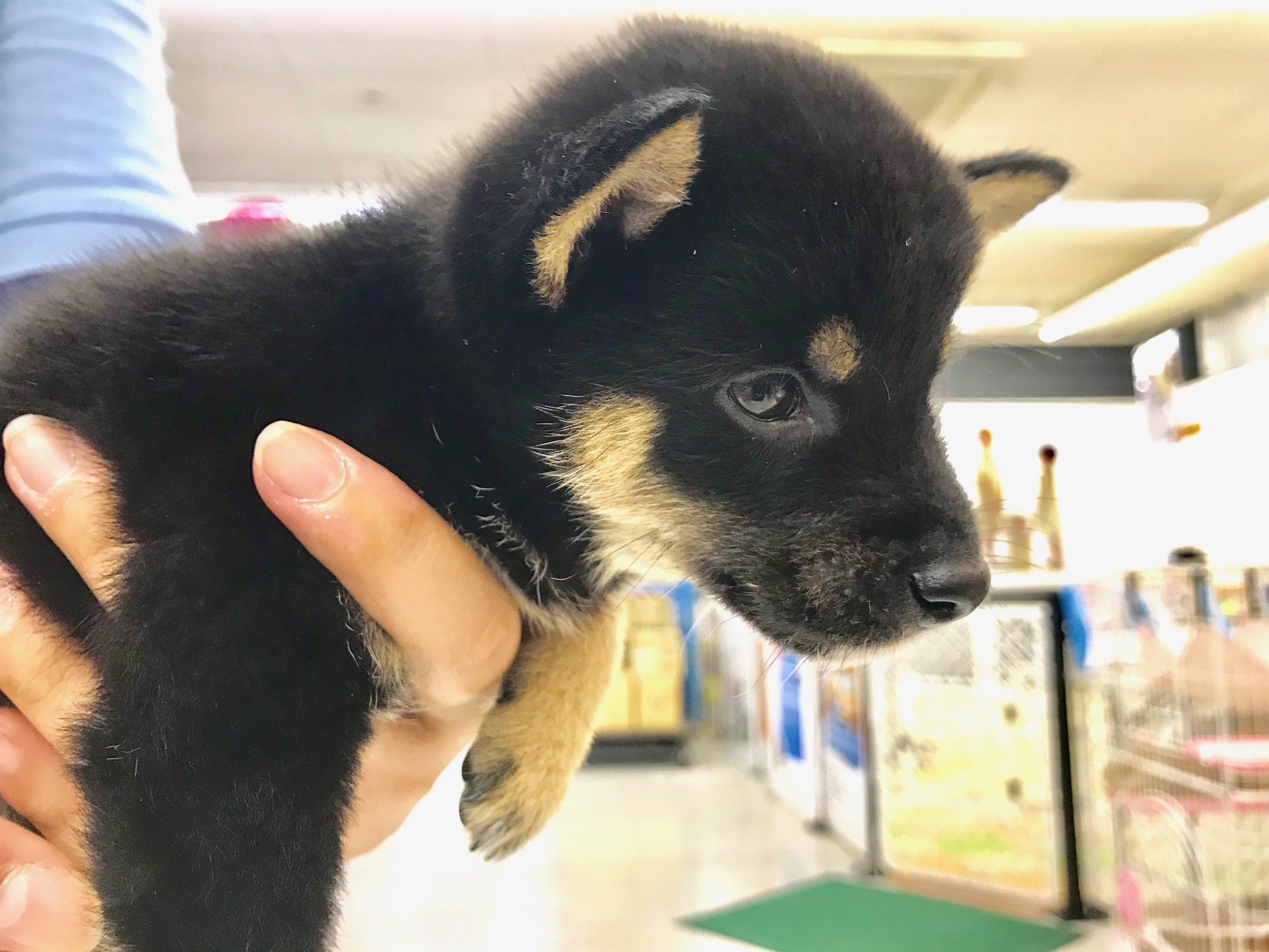 可愛いだけじゃない！凛々しさも満載♪ | 豆柴 柴犬 （117162） - ペットショップ マルワン鎌ヶ谷 千葉県鎌ヶ谷市北初富