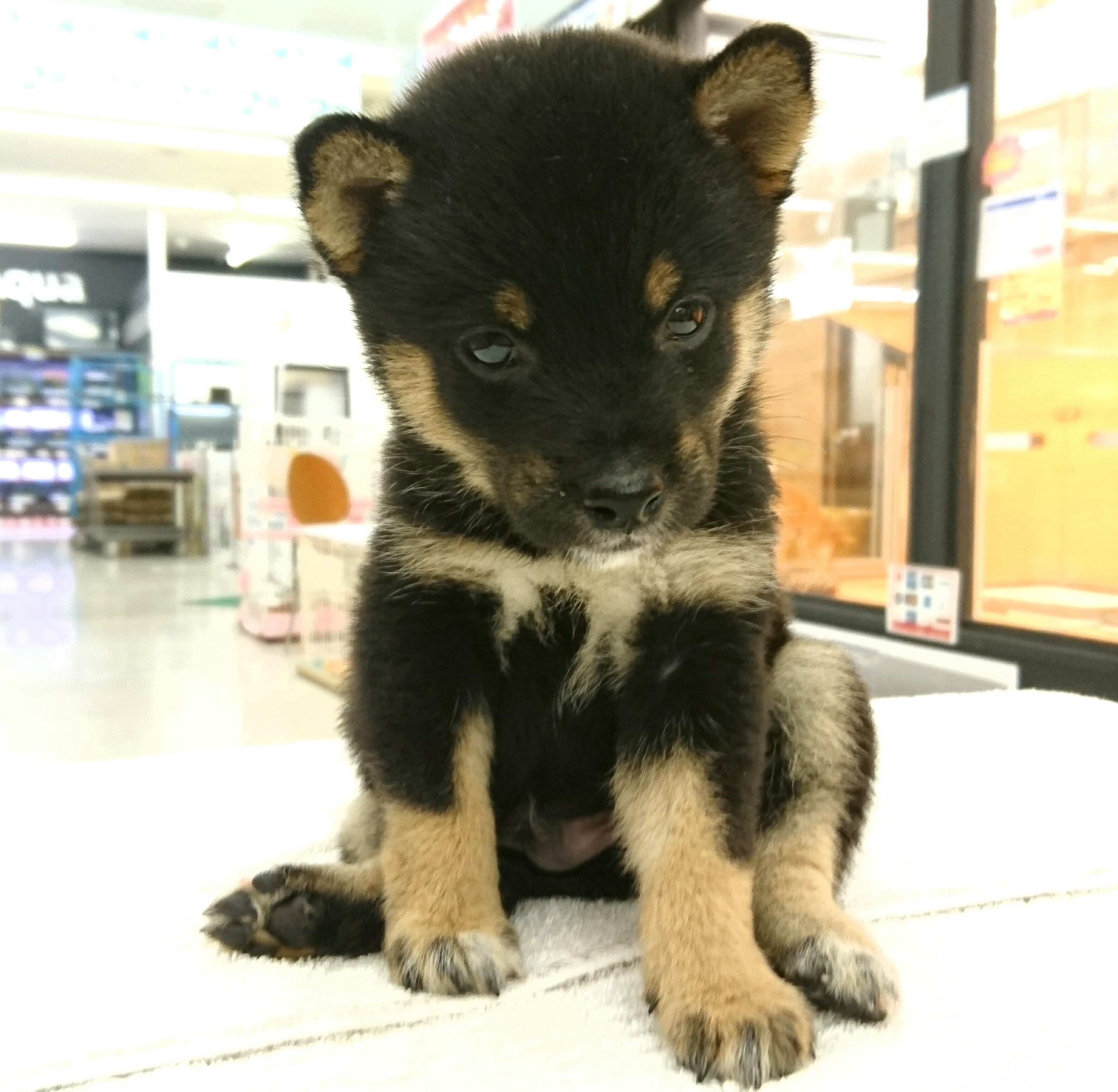 柴犬はとても飼いやすいワンちゃん | 豆柴 柴犬 （117162） - ペットショップ マルワン鎌ヶ谷 千葉県鎌ヶ谷市北初富