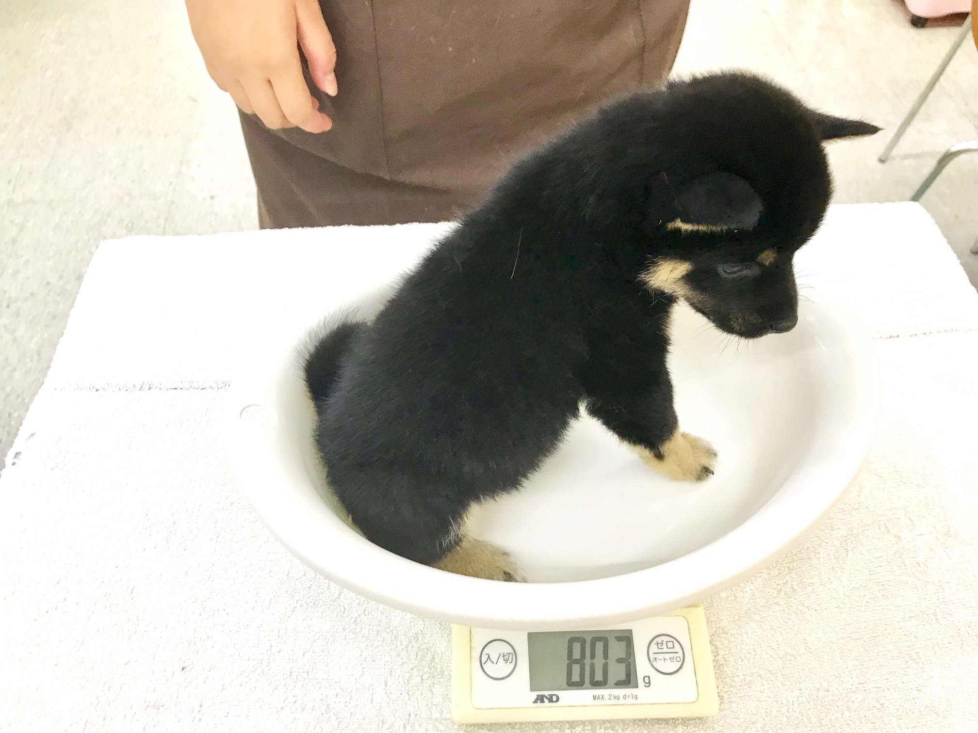 生後52日で体重803ｇ | 豆柴 柴犬 （117162） - ペットショップ マルワン鎌ヶ谷 千葉県鎌ヶ谷市北初富