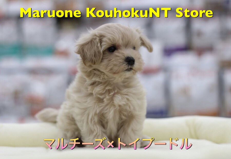 【 マルチーズ × トイプードル 】魅力満載！ミックス犬人気NO.1マルプーを解説！：ペットショップマルワン港北NT店（横浜市）｜オススメ子犬情報｜NO.311809